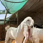 تيوس صنف مشاريع فحول