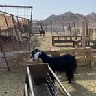 عنز عارضيه دافع لها 3شهور شرط فحص سونار