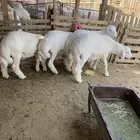 البيع طليان العدد 4 كله تضحي ونظاف على شرط فل شحم