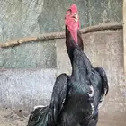 دجاجه شامو الماني بفروخها