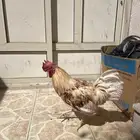 ديك لوهمان