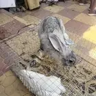 ارانب فرانسي وأمريكي