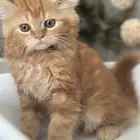 قطط صغيره للبيع