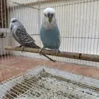 جوز طيور حب إنجليزي