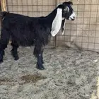 جفره عارضيه خصم