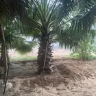 نخل واشنطني احجام مختلفه