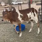 حسيل عجل بلدي شرط