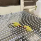 للبع جوز روز بصحة جيدة