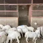بهم حري للبيع الموقع القويعية