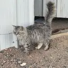 قطه ربويه للبيع