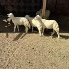 ضان ولد ورخال