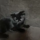 بسة سكوتش أنثى