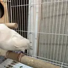 انثى روز البينو جاهزة للانتاج