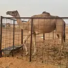 ناقة للبيع اصيل
