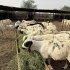 طليان سواكن
