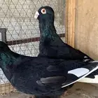 جوز مساويد شامي سوري