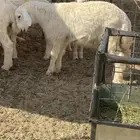 5 طليان حري ذبايح سمان