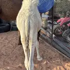 قعود البيع العمر حول 5 شهور طيب
