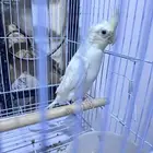 كروان كريمي فيس