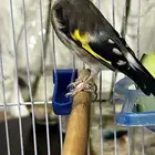 طيره حسونه