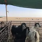 معزا متاويم ومضاريع