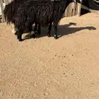 نجد مضاريع