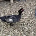 بط مسكوفي للبيع