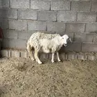 قلوه الغبشه