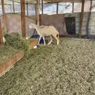 رخل حريه
