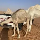 قعدان