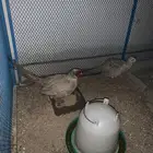 ديك و دجاج زوج فيزن