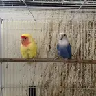 جوز روز صحة ونظافة على الشرط