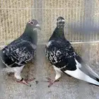 للبيع جوزين حمام