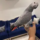 ببغاء كاسكو