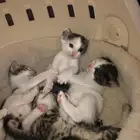 قطط للتبني