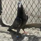 طبه تيدي