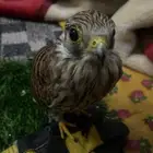 باشق سعره 50