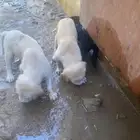 سلق صيد كلاب