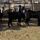 تيوس شحم شحم. ونظيفه. وبريه. العدد 13 فيها جفرتين