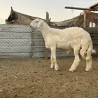 مشروع فحل حري صنف الصنف (((تم البيع )))