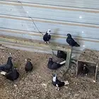 حمام لوت قطايف