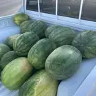 حبحب فاخر
