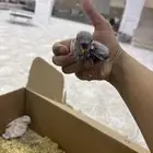 فروخ روز