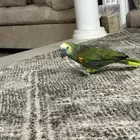 ببغاء امزوني