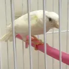 كناري اصفر بحاله ممتازه ذكر