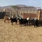 معزا للبيع