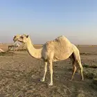 ضروبه للبيع ام ثالث