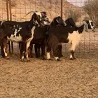 معزا العدد 7