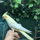 كروان اليف وهدد شي فاخر  تم البيع