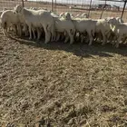 رخال حريات صنف